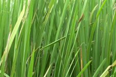 Ratusan Hektare Sawah...