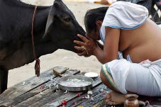 Menteri India: Sapi,...