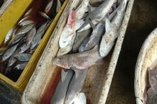 Ada Jual Beli Hiu di...
