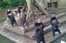 Pengelola Kebun Binatang...