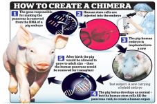 Human Organs Grown in...