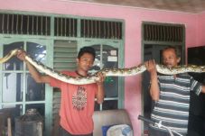 Warga Ciamis Tangkap...