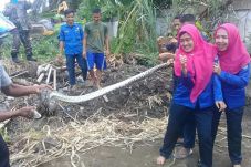 Ular Piton Ini Bikin...