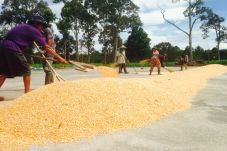 Harga Jual Jagung Malah...