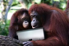 Gunakan Tablet Orangutan...