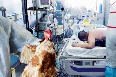 Korban Flu Burung di...