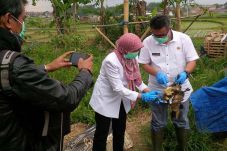 Ratusan Unggas di Soreang...