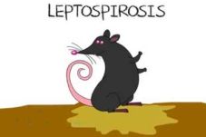 Selain Banjir, Leptospirosis...