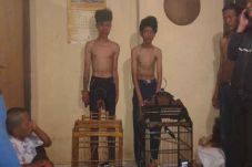 Curi Burung Kenari,...