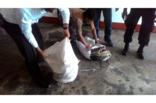 607 Daging Penyu Diselundupkan...