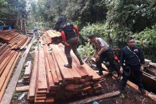 Perambah Cagar Biosfer...
