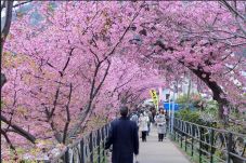 Jadwal Mekar Bunga Sakura...