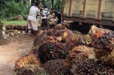 Harga Tandan Buah Segar...