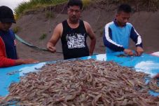 Potensi Udang Tambak...