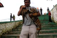 BBKSDA Jatim Hentikan...