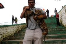 Siswi TK Diterkam Anak...