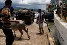 Satpol PP Kabupaten...