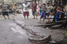 Penangkapan Ular Piton...