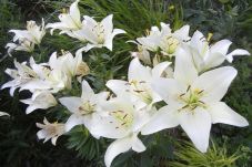 Ekstrak Bunga Star Lily...