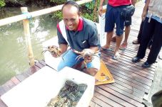 Ratusan Kepiting Bertelur...