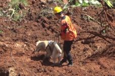 Anjing Pelacak Ditemukan...