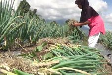 Kualitas Super, Bawang...