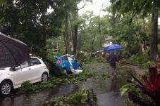 Ini Lokasi Pohon Tumbang...