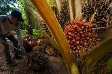 BPDP Sawit Akan Replanting...