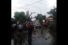 Pohon Tumbang di UI...