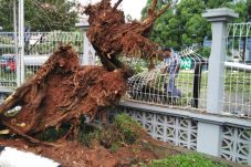 Hujan Deras, Pohon Tumbang...