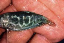 Subhanallah, Ikan Berlafaz...