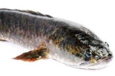 Tips Mengolah Ikan Gabus