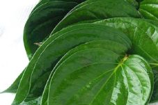 Daun Sirih Efektif Bersihkan...