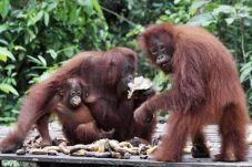 Enam Orangutan Dilepas...