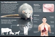 Cegah Virus Leptospirosis,...