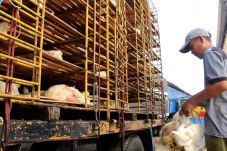 Pasokan Berlimpah, Harga...