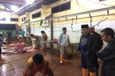 Cegah Sapi Gelonggongan,...