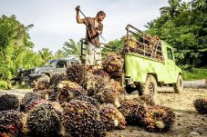 Merauke Palm Plantation...
