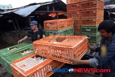 Sujaya Group Mampu Produksi...