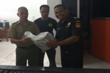 Bea Cukai Kupang Gagalkan...