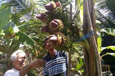 Pisang Bertandan Lima...