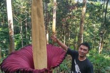 Melihat Bunga Bangkai...