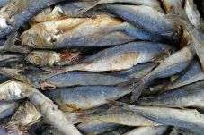 Garam Mahal, Harga Ikan...