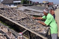 Mahalnya Harga Garam,...