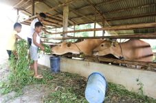 Jelang Idul Adha, Sapi...