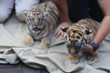 Dua Bayi Harimau Benggala...