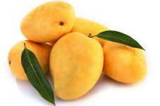 Mangga Dapat Mengontrol...