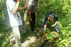 Ditinggal Nyadap Karet,...