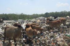 Sapi Pemakan Sampah...