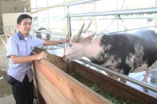 Toraja Buffalo in Java...